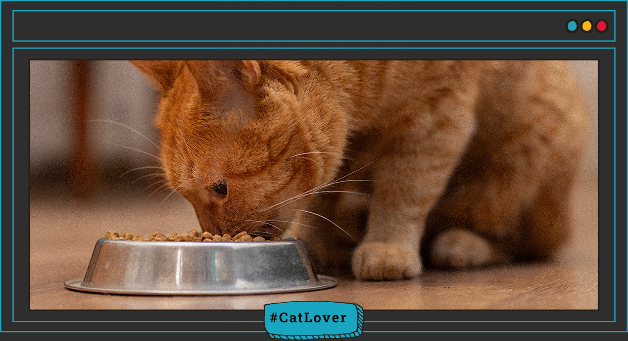    	 como elegir el mejor alimento para tu gato